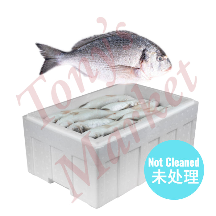 Whole Box Fresh Sea Bream (Not Cleaned) [整箱] 新鲜鲫鱼 (未处理) 12-13 Pieces/只 6kg