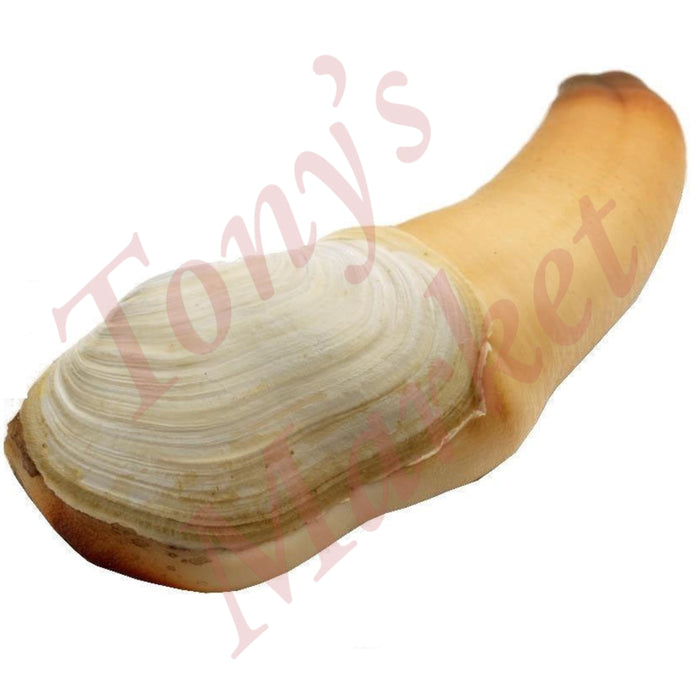 Fresh Geoduck 新鲜 象拔蚌 *Weighing by Actual Weight* €2.50=500g【按实体重量计】