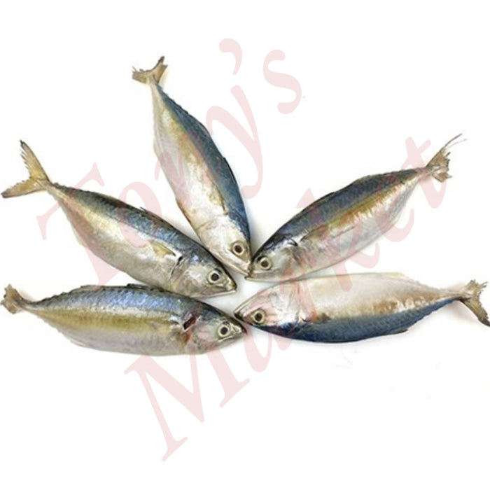 FROZEN JONA INDIAN MACKEREL 1kg (4-6 Pcs)