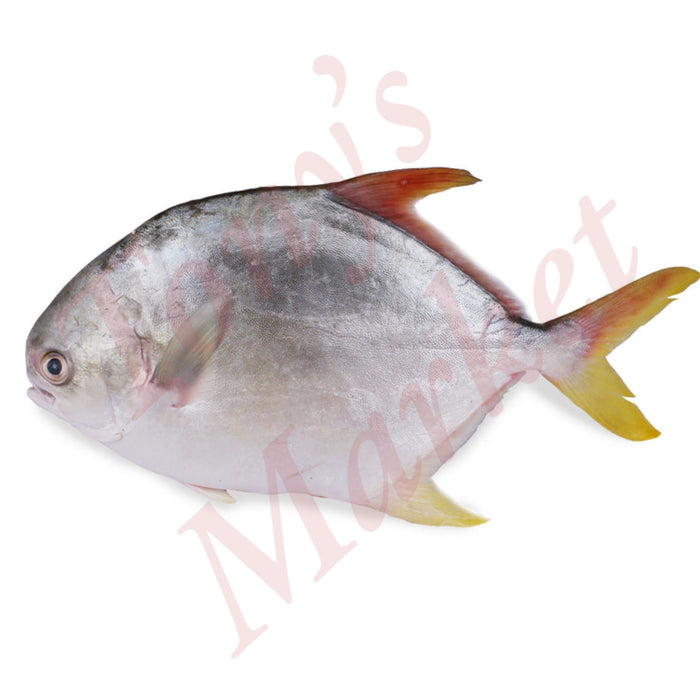 FROZEN WHOLE GOLDEN POMFRET 400-600g each 速冻金鲳鱼*Weighing by Actual Weight* 500g=€5.90【按实体重量计】