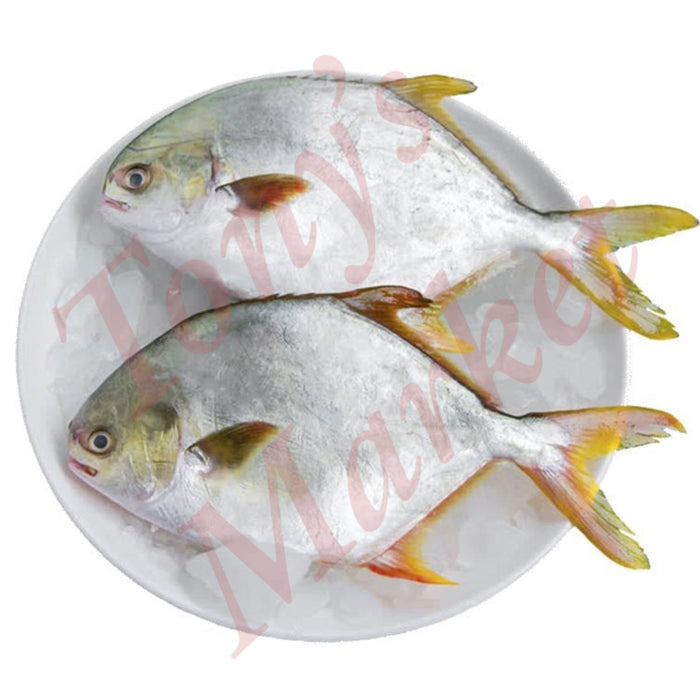 Fresh Frozen Golden Pomfret 鲜冻 金鲳鱼 (Around 450g 左右/Each 只）