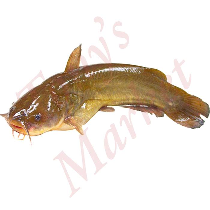 FROZEN YELLOW CATFISH 黄腊鱼500-800g each *Weighing by Actual Weight* 500g=€4.00【按实体重量计】