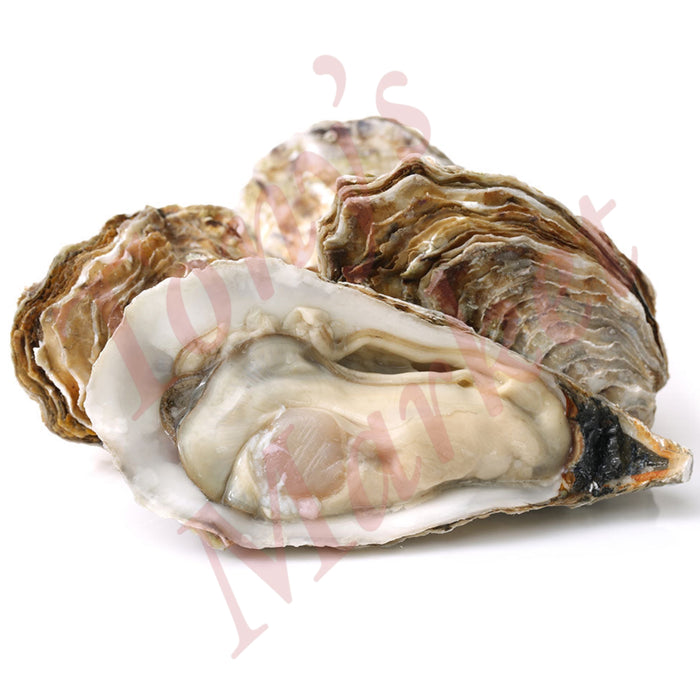 Fresh Large Size Oyster 新鲜 巴掌大生蚝 10 Pcs/只