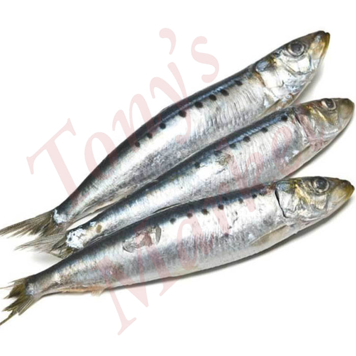 FROZEN SARDINES 1KG