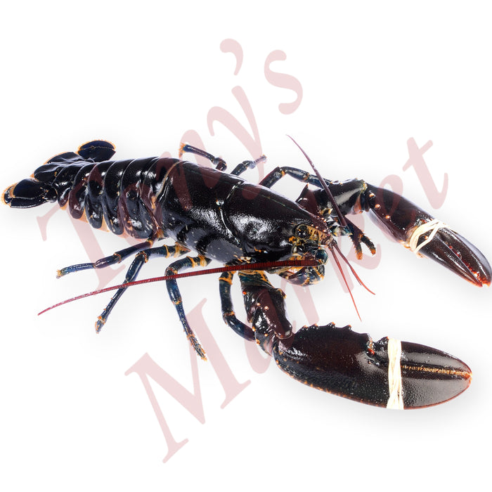 Fresh Lobster 新鲜龙虾 *Weighing by Actual Weight* €14.50=500g【按实体重量计】