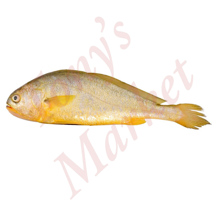 FROZEN WHOLE ROUND YELLOW CROAKER FISH 冻黄花鱼 1kg