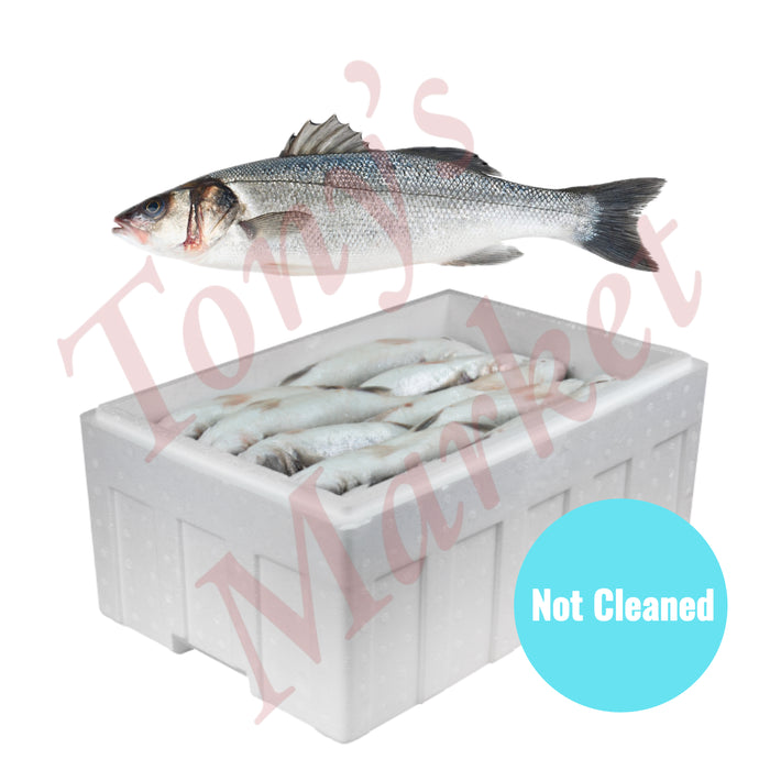 Whole Box Fresh Sea Bass (Not Cleaned) [整箱] 新鲜鲈鱼 (未处理) 12-13 Pieces/只 6kg