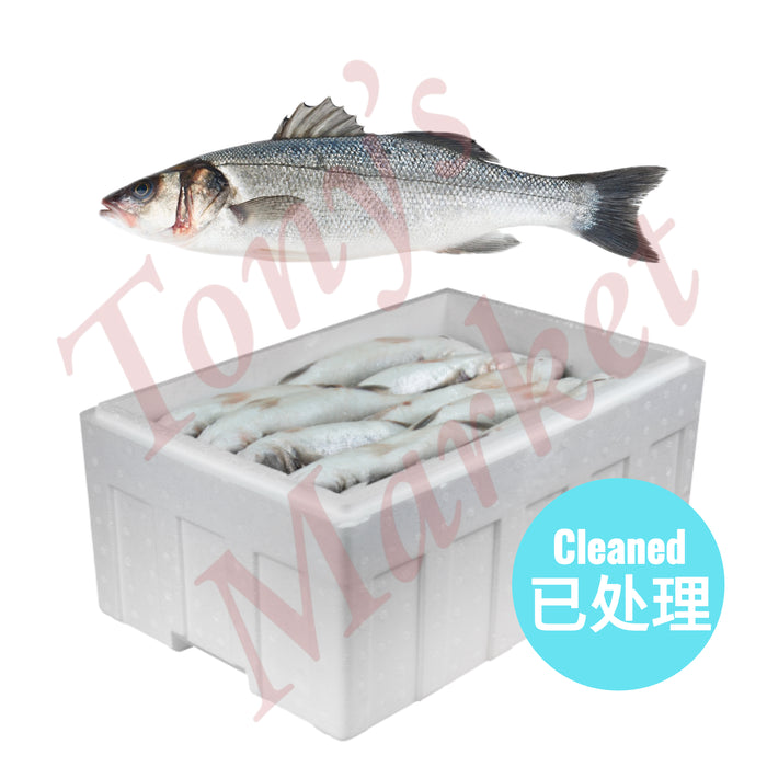 Whole Box Fresh Sea Bass (Cleaned) [整箱] 新鲜鲈鱼 (已处理) 12-13 Pieces/只 6kg