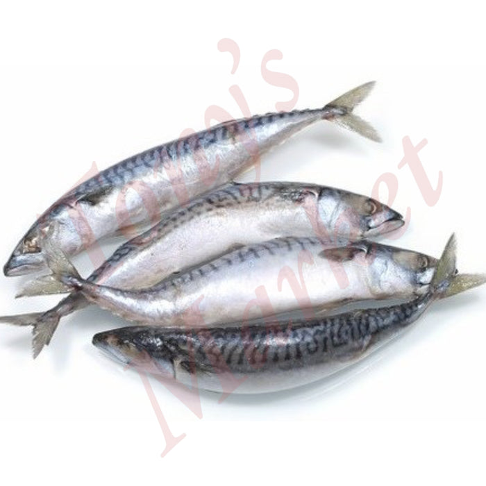 MACKERELS MEDIUM WR 冰鲜鲅鱼*Weighing by Actual Weight* IQF 200-400g /Piece (€6.90/kg)【按实体重量计】