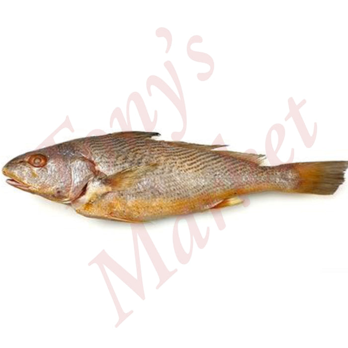 YELLOW CROAKERS *Weighing by Actual Weight* IQF 500-1000g/Piece (€9.80/kg)【按实体重量计】