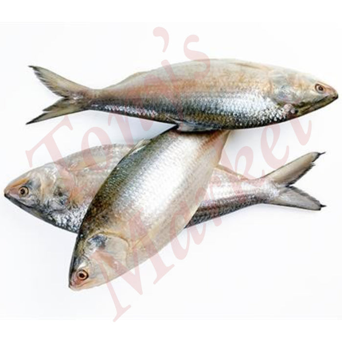 HILSA WHOLE ROUND IWP *Weighing by Actual Weight* IQF 500-700g /Piece (€11.90/kg)【按实体重量计】