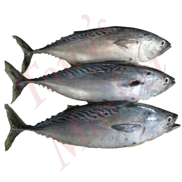 RAW & FROZEN WHOLE BONITO TUNA 300-400g (3-4pcs) 1kg