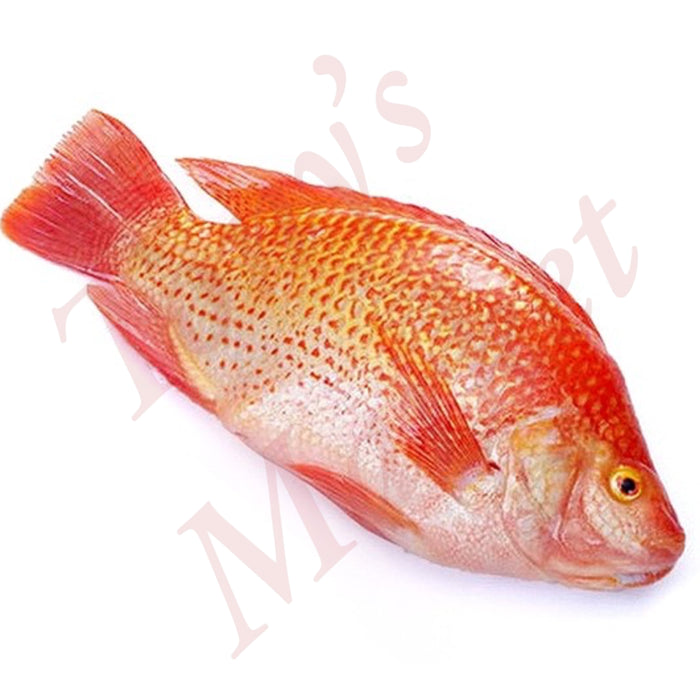 Frozen Red Tilapia 4kg / Whole Box