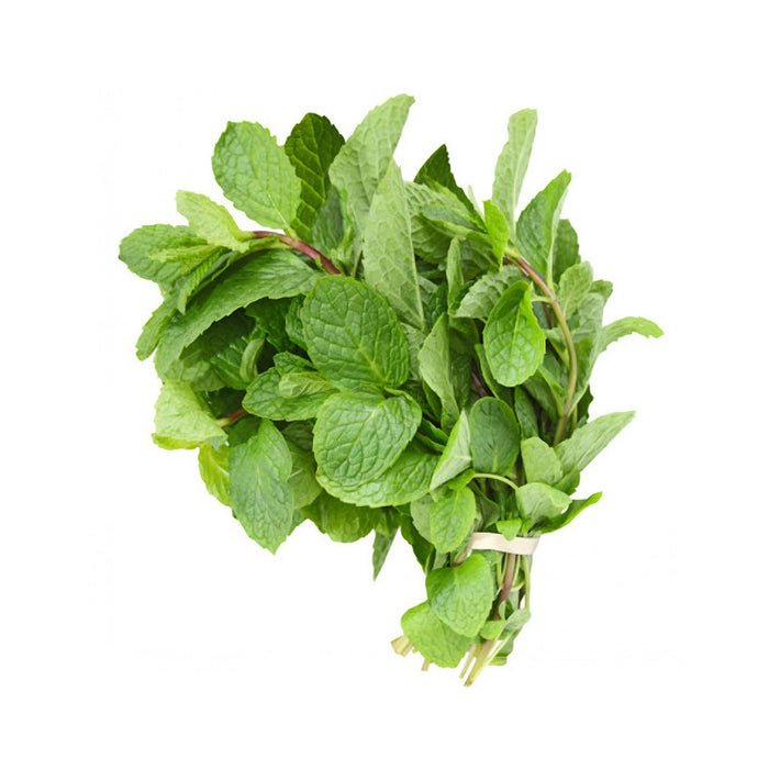 Fresh Mint (新鲜薄荷/捆)